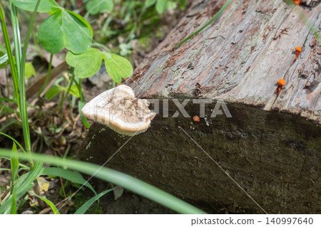 Fungi that parasitize trees Fungi that parasitize trees 140997640