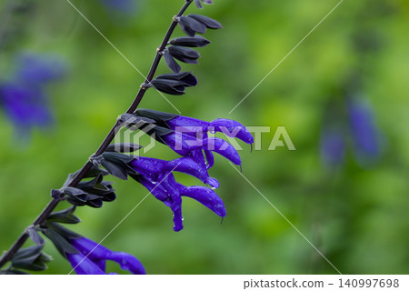 Salvia guaranitica (meadow sage) flowers with raindrops on them after the rain. Salvia guaranitica (meadow sage) flowers with raindrops on them after the rain. 140997698