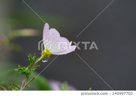 A lovely evening primrose flower with a large water droplet on it. A lovely evening primrose flower with a large water droplet on it. 140997702
