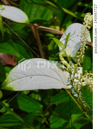 Hangesho and praying mantis Hangesho and praying mantis 140997727