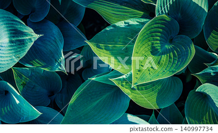 Deep teal hosta foliage in dramatic layered detail. Rich veined leaves forming a moody botanical pattern. Elegant plant texture for design wall art backdrop Deep teal hosta foliage in dramatic layered detail. Rich veined leaves forming a moody botanical pattern. Elegant plant texture for design wall art backdrop 140997734