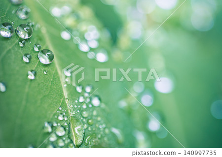 Dewy green leaf glistening in soft natural light. Delicate water beads clinging to fresh spring foliage. Serene macro detail for botanical wellbeing design backdrop Dewy green leaf glistening in soft natural light. Delicate water beads clinging to fresh spring foliage. Serene macro detail for botanical wellbeing design backdrop 140997735