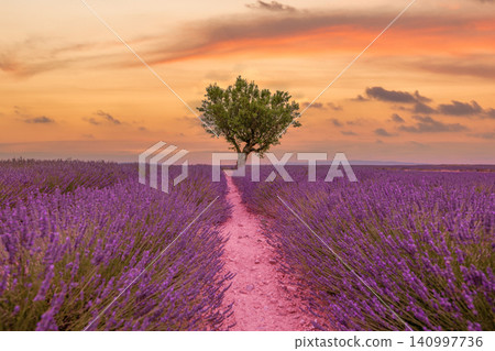 Radiant sunset igniting a lavender field horizon. Solitary tree silhouetted against dramatic purple rows. Breathtaking Provence scene for wall art backdrop design Radiant sunset igniting a lavender field horizon. Solitary tree silhouetted against dramatic purple rows. Breathtaking Provence scene for wall art backdrop design 140997736