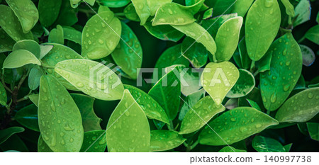 Fresh green succulent leaves in soft natural light. Plump organic foliage forming a serene botanical pattern. Vivid plant texture for wellbeing design backdrop Fresh green succulent leaves in soft natural light. Plump organic foliage forming a serene botanical pattern. Vivid plant texture for wellbeing design backdrop 140997738
