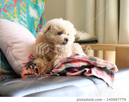 一個軟墊玩具貴賓犬 一個軟墊玩具貴賓犬 140997779