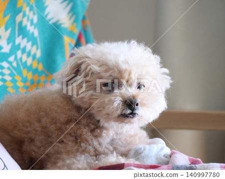 坐玩具貴賓犬 坐玩具貴賓犬 140997780