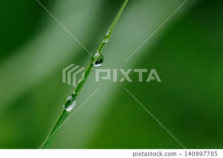 雨後,水滴凝結在稻苗頂端。 雨後,水滴凝結在稻苗頂端。 140997785