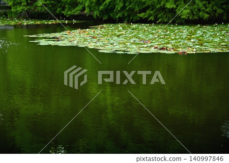 A scene of a cluster of water lilies growing naturally in a pond. 140997846