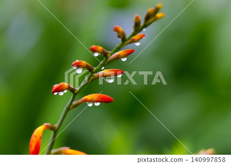The buds of Crocosmia crocosmia are adorned with sparkling dewdrops. The buds of Crocosmia crocosmia are adorned with sparkling dewdrops. 140997858