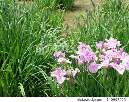 The irises blooming at the water's edge The irises blooming at the water's edge 140997923