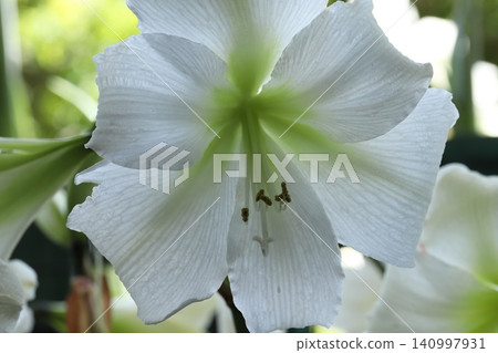 Pure White Amaryllis Veranda Gardening Pure White Amaryllis Veranda Gardening 140997931