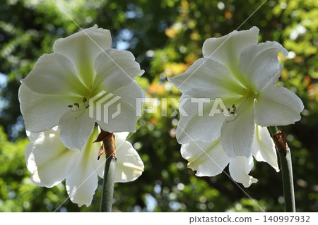 Pure White Amaryllis Veranda Gardening Pure White Amaryllis Veranda Gardening 140997932