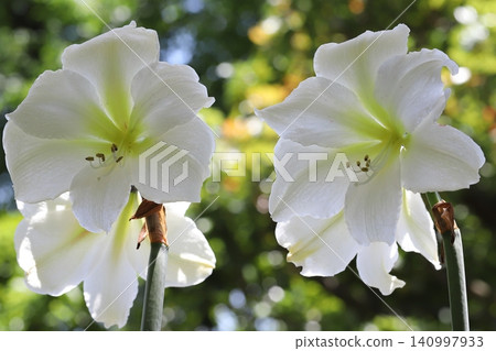 Pure White Amaryllis Veranda Gardening Pure White Amaryllis Veranda Gardening 140997933