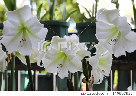 Pure White Amaryllis Veranda Gardening Pure White Amaryllis Veranda Gardening 140997935