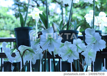 Pure White Amaryllis Veranda Gardening 140997939