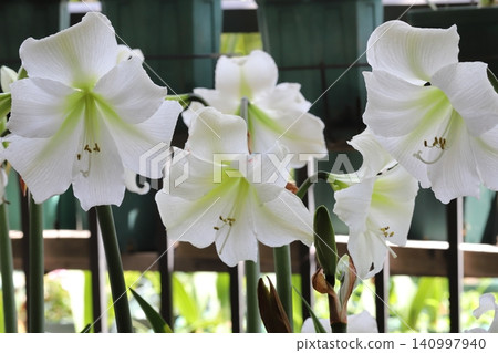 Pure White Amaryllis Veranda Gardening Pure White Amaryllis Veranda Gardening 140997940