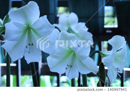 純白孤挺花陽台園藝 純白孤挺花陽台園藝 140997941