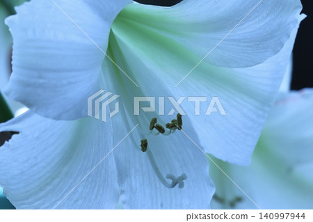 Pure White Amaryllis Veranda Gardening Pure White Amaryllis Veranda Gardening 140997944