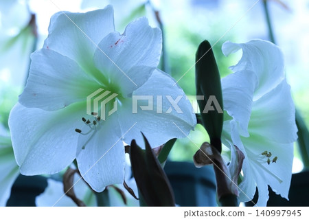 Pure White Amaryllis Veranda Gardening Pure White Amaryllis Veranda Gardening 140997945