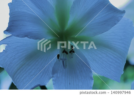 Pure White Amaryllis Veranda Gardening Pure White Amaryllis Veranda Gardening 140997946
