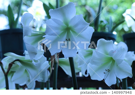 純白孤挺花陽台園藝 純白孤挺花陽台園藝 140997948