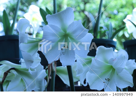 Pure White Amaryllis Veranda Gardening 140997949