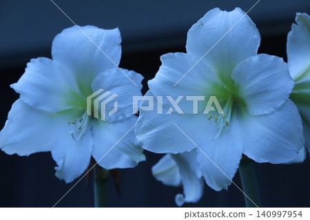 Pure White Amaryllis Veranda Gardening Pure White Amaryllis Veranda Gardening 140997954