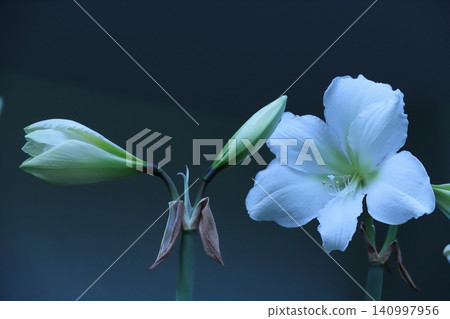 Pure White Amaryllis Veranda Gardening Pure White Amaryllis Veranda Gardening 140997956