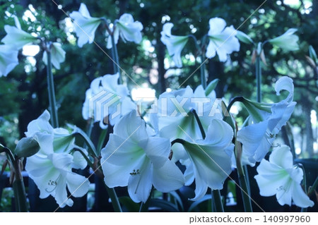 Pure White Amaryllis Veranda Gardening Pure White Amaryllis Veranda Gardening 140997960