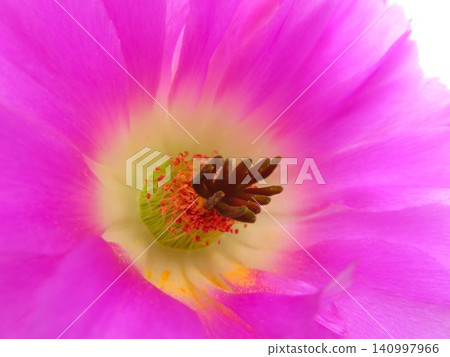 Echinocereus violet Echinocereus violet 140997966