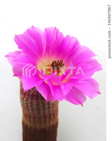 Echinocereus violet Echinocereus violet 140997967
