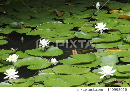 Water lily in Shanghai Yokohama Friendship Garden 140998056