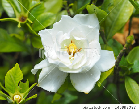 子花 子花 140998088