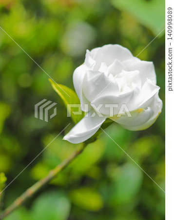 子花 140998089