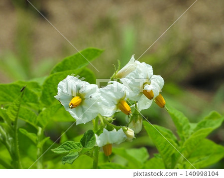 White flowers of potatoes White flowers of potatoes 140998104