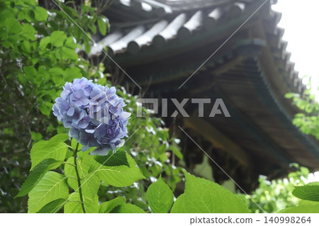 三溪園的繡球花 140998264
