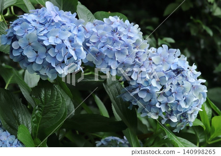 三溪園的繡球花 三溪園的繡球花 140998265