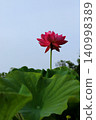 即使是陰天，蓮花依然鮮豔奪目。 140998389