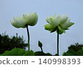即使是陰天，蓮花依然鮮豔奪目。 140998393
