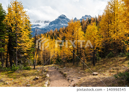 A hiking trail in Larch Valley. The golden larch forest and the Ten Peaks valley in the background. Banff National Park. A hiking trail in Larch Valley. The golden larch forest and the Ten Peaks valley in the background. Banff National Park. 140998545