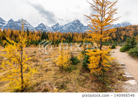 A hiking trail in Larch Valley. The golden larch forest and the Ten Peaks valley in the background. Banff National Park. A hiking trail in Larch Valley. The golden larch forest and the Ten Peaks valley in the background. Banff National Park. 140998546