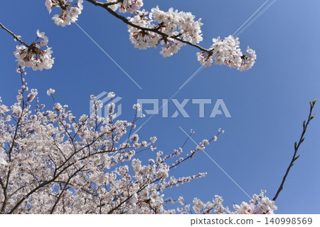 Sakura and spring sky Sakura and spring sky 140998569
