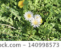 White dandelion 140998573