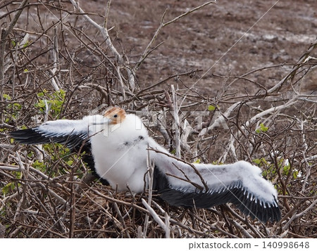 A frigatebird chick spreads its wings wide inside its nest (Ecuador) A frigatebird chick spreads its wings wide inside its nest (Ecuador) 140998648