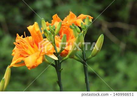 黃色桃花 黃色桃花 140998651