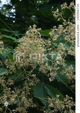 Chinese parasol tree - June 2026 Chinese parasol tree - June 2026 140998726