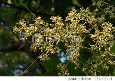 Chinese parasol tree - June 2026 140998741