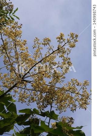 Chinese parasol tree - June 2026 Chinese parasol tree - June 2026 140998743