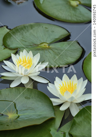 兩朵白色睡蓮花 兩朵白色睡蓮花 140998745