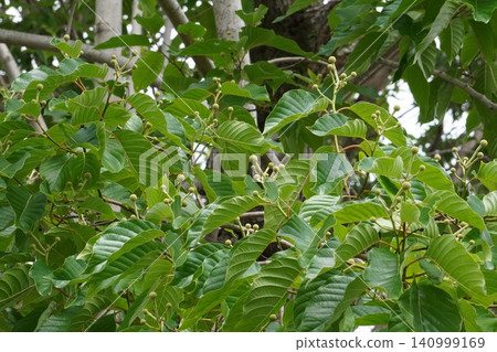 The buds of the Japanese snowbell tree are gradually growing larger - June 2026 140999169
